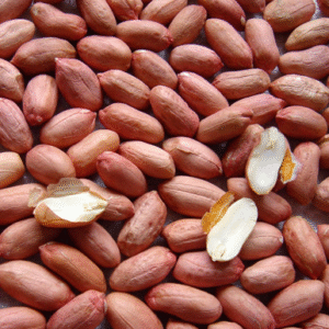 PEANUT KERNELS (LONG SHAPE)