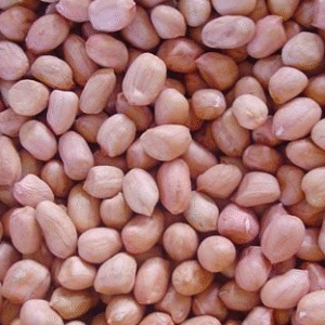 PEANUT KERNELS (ROUND SHAPE）